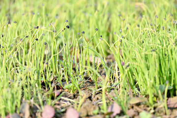 closeup the bunch ripe green onion plant seedling in the farm over out of focus green brown background.