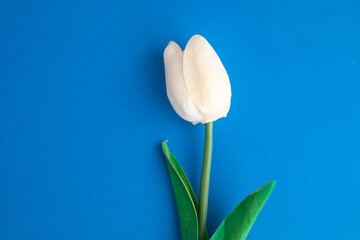 White tulip on blue background, concept idea for celebration or invitation card