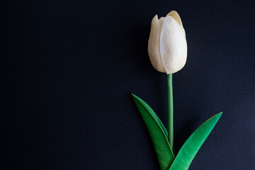 White single tulip on black background, concept idea for condolence, copy space