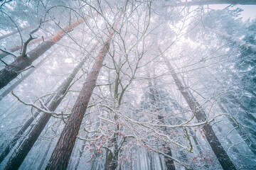 trees in the foggy winter