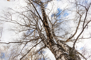 White birch without leaves is on a blue sky background in a park in autumn