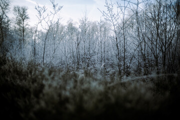 Oldenburg, Wald, Winter
