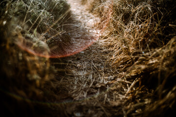 Oldenburg, Waldweg, Lensflare
