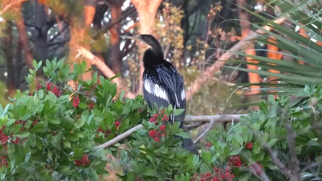Tropical Anhingas aquatic bird drying wings in the brush at edge of a tropical pond; guarding the perimeter. Black feathers with white stripes on the wings. Medium view 329 2