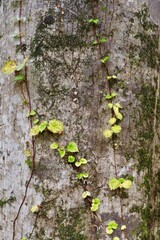 木の表面を這う蔦