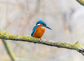 A Common Kingfisher (alcedo atthis) in the Reed, Heilbronn, Germany