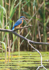 A Common Kingfisher (alcedo atthis) in the Reed - Heilbronn, Germany