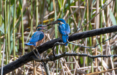A Common Kingfisher (alcedo atthis) in the Reed, Heilbronn, Germany.