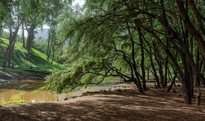 Lush forest trees hang over a Hawaiian valley stream.