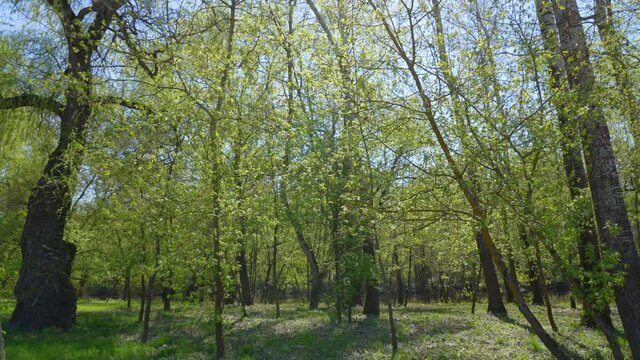 Many green spring trees growing in forest. Branches of trees isolated on clear sunny blue sky background. 4k abstract natural stock video landscape