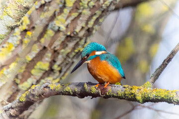 A Common Kingfisher (alcedo atthis) in the Reed, Heilbronn, Germany.