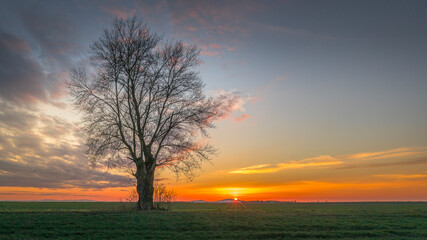 Fototapeta Drzewo w zachodzącym słońcu obraz