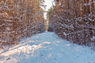 Beautiful winter landscape with deep snow and forest road in pine tree forest in winter season