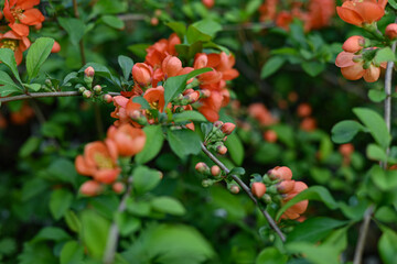 Obraz premium orange flowers