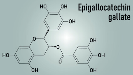 Fototapeta premium Epigallocatechin gallate or EGCG green tea polyphenol molecule. Has antioxidant properties and may contribute to health effects of tea. Skeletal formula.