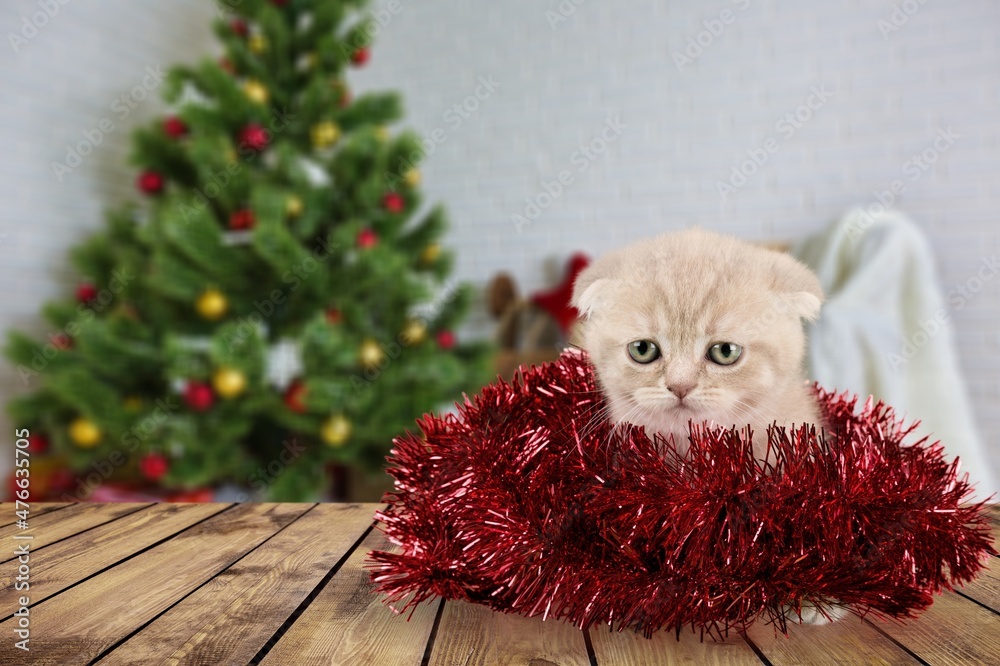 Canvas Prints Funny kitten looks at camera on christmas background