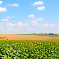 Fototapeta na wymiar Green field with sunflower and blue sky.