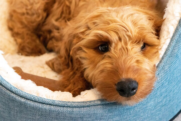Golden cockapoo puppy napping in dog bed