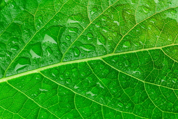 Macro leaf and water drop,Water is Life,Large beautiful drops of transparent rain water on a green leaf macro. Drops of dew in the morning glow in the sun. Beautiful leaf texture in nature. Natural