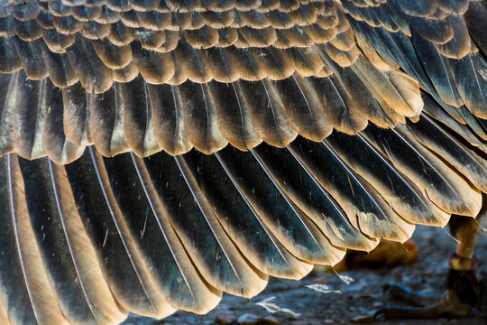 Black wing of an American turkey vulture