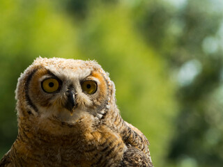 Head of an Indian eagle-owl, with green background