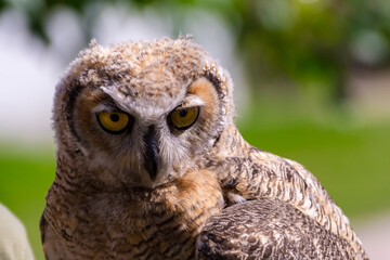 Portrait of a Large Indian eagle-owl with natural background