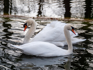 The couple swan swimming on the water