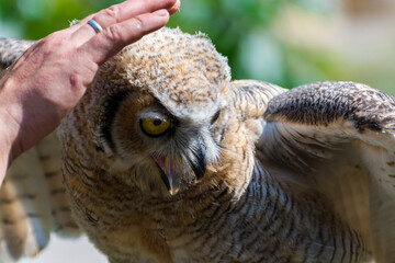 Petting an Indian eagle owl at a bird show