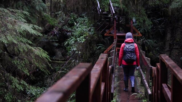 solo female walking across bridge in an old growth forest