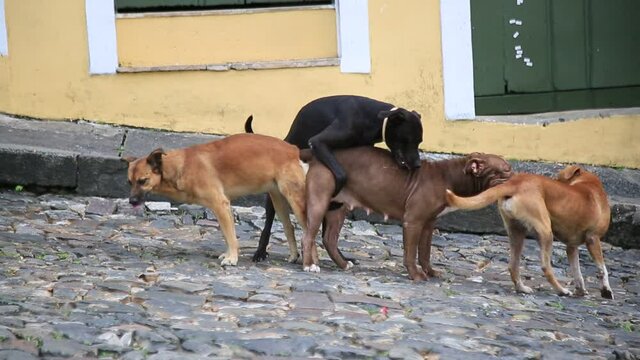 salvador, bahia, brazil - july 27, 2021: Dogs in heat having sex in a  street in the city of Salvador. Stock Video | Adobe Stock