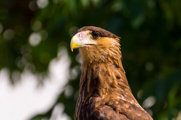 Portrait of a crested caracara in a green environment