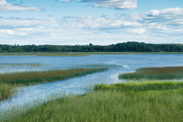 Summer view to the lake Urajarvi with green reeds.