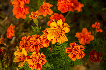 Хризантемы и другие 