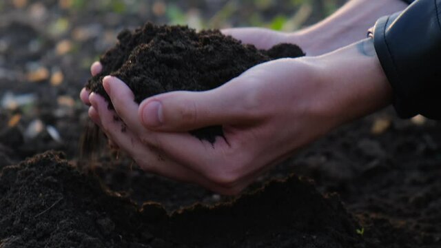 Fertile soil in the hands of a farmer or gardener, close-up. Farmer and agriculture