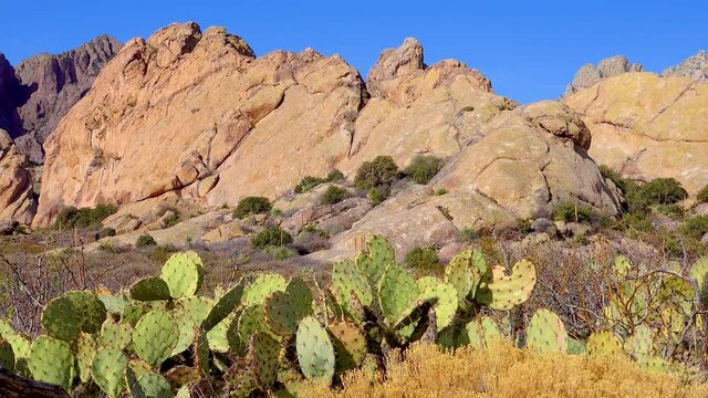 Prickly pear cactus (Opuntia), Saguaro National Park, Arizona, USA