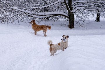 A dog in the snow. Winter in Russia