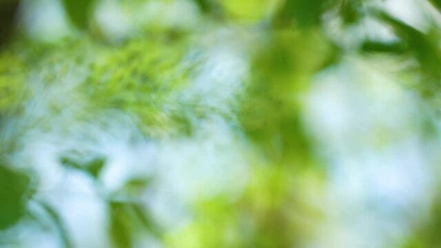 Beautiful natural green and blue abstract bokeh 4k video background. Sunny defocused silhouettes of green leaves and flowers isolated on cler blue sky backdrop