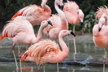 group of flamingos with their paws in the water