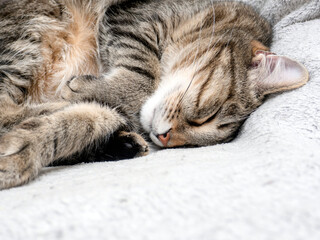 dozing tabby cat close up