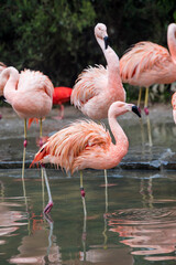 Fototapeta na wymiar group of flamingos with their paws in the water