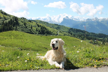 Golden Retriever - Col de Joux Plane