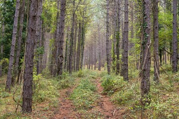 Fototapeta premium Pine forest in the Valdorba