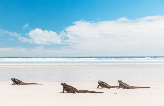 Galapagos Marine Iguanas walking on Tortuga bay beach, Santa Cruz Island, Galapagos Islands. Animals, wildlife photography. Beautiful nature landscape in Ecuador, South America.