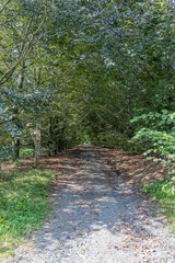 Obraz premium Straight footpath fading into the background in the middle of a nature reserve, surrounded by wild plants and trees, sunny summer day to walk and enjoy the moment, Luxembourg
