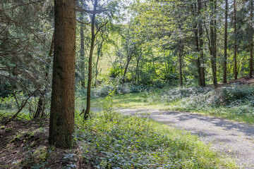 Obraz premium Hiking path in the middle of nature reserve, wild plants and trees in the background, sunny summer day to walk and enjoy the moment, Luxembourg