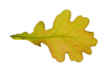 Naklejka na ściany i meble Brown young oak leaf isolated on a white background.