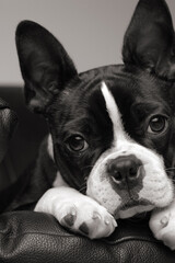 Cute Boston Terrier Lying on Couch
