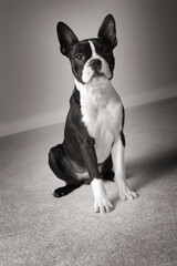 Cute Boston Terrier Sitting on Carpet in Home