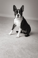 Cute Boston Terrier Sitting on Carpet in Home