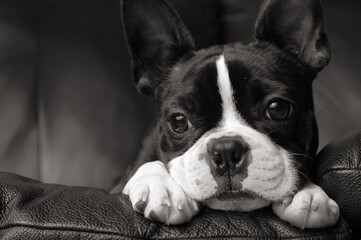 Cute Boston Terrier Thinking While Lying on Couch